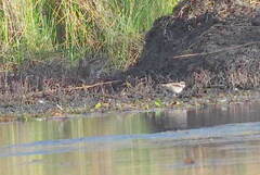 Gallinago hardwickii