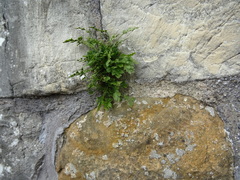 Asplenium ruta-muraria