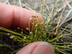 Isolepis cernua