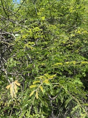 Pterolobium stellatum