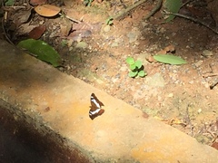 Moduza procris milonia