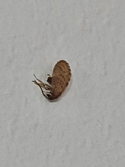 Siphonaptera