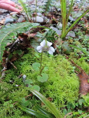 Viola filicaulis