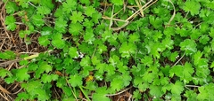 Geranium brevicaule