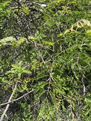 Pterolobium stellatum