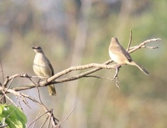 Pycnonotus conradi