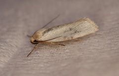Xylorycta assimilis