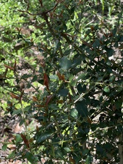 Hyperacanthus amoenus