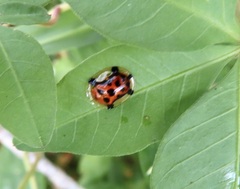 Aspidimorpha westwoodi