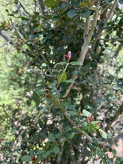 Hyperacanthus amoenus