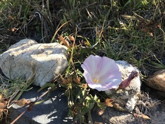 Calystegia macrostegia