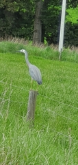 Egretta novaehollandiae novaehollandiae