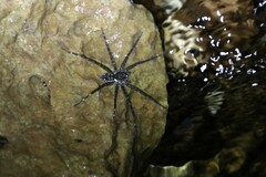 Dolomedes mizhoanus