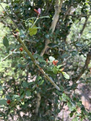 Hyperacanthus amoenus