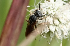 Halictus parallelus