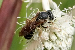 Halictus parallelus