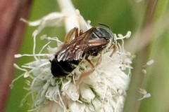 Halictus parallelus