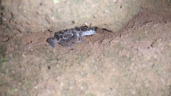 Cyrtodactylus