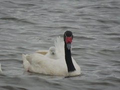 Cygnus melancoryphus