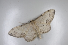 Idaea efflorata
