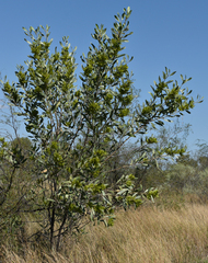 Acacia laccata