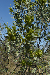 Acacia laccata