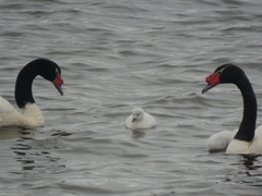 Cygnus melancoryphus