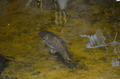 Pseudoplatystoma tigrinum