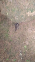Cyrtodactylus