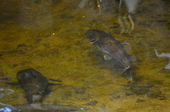 Pseudoplatystoma tigrinum