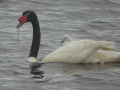 Cygnus melancoryphus