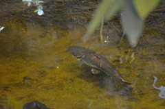 Pseudoplatystoma tigrinum