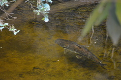 Pseudoplatystoma tigrinum