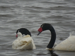 Cygnus melancoryphus