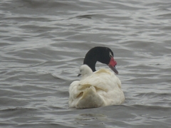 Cygnus melancoryphus