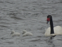 Cygnus melancoryphus