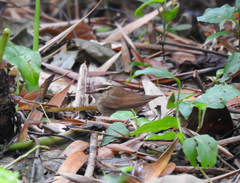 Urosphena squameiceps