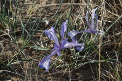 Iris tenuifolia