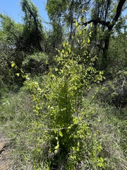Ochna inermis