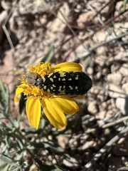 Acmaeodera flavopicta