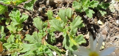 Vittadinia australis