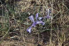 Iris tenuifolia