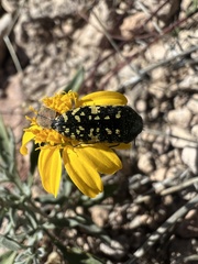 Acmaeodera flavopicta