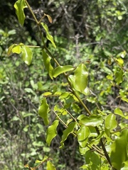 Ochna inermis
