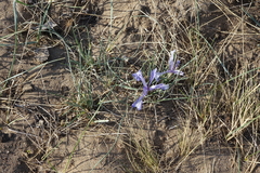 Iris tenuifolia
