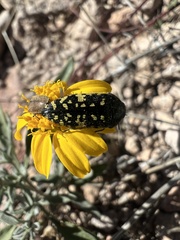 Acmaeodera flavopicta