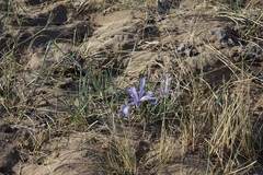 Iris tenuifolia