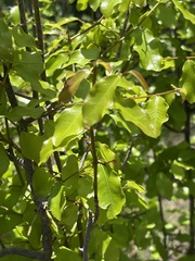 Ochna inermis