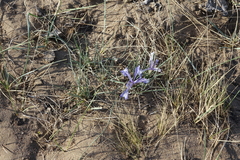 Iris tenuifolia