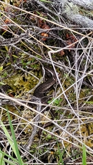 Oligosoma